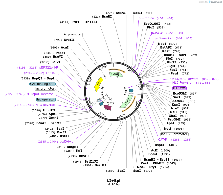 54339-plasmid-map-sequence-id-84560