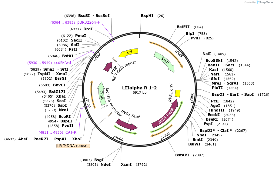 54347-plasmid-map-sequence-id-84567