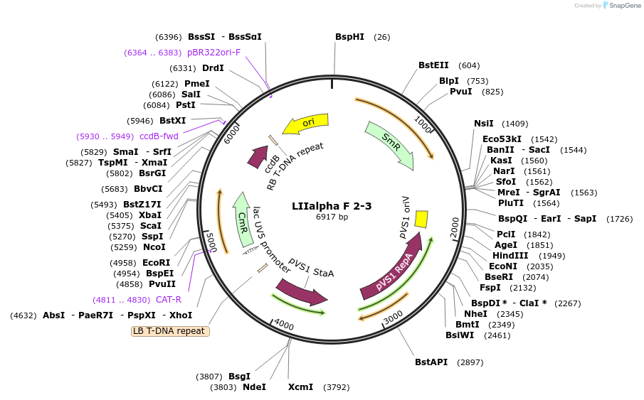 54348-plasmid-map-sequence-id-84568