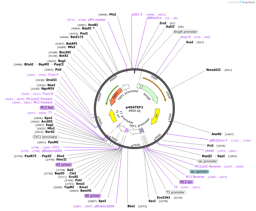 15972-plasmid-map-sequence-id-8457
