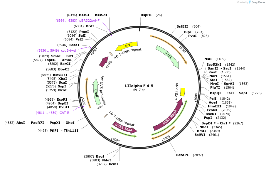 54352-plasmid-map-sequence-id-84572