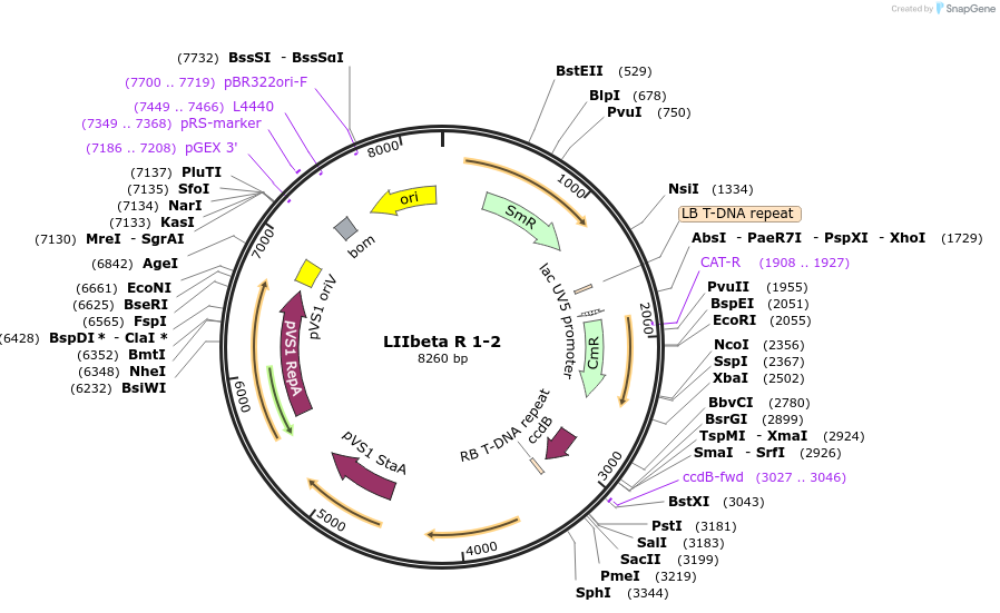 54357-plasmid-map-sequence-id-84577