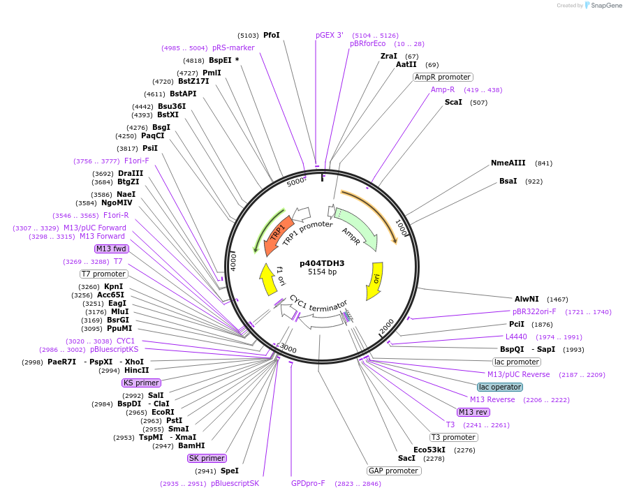 15973-plasmid-map-sequence-id-8458
