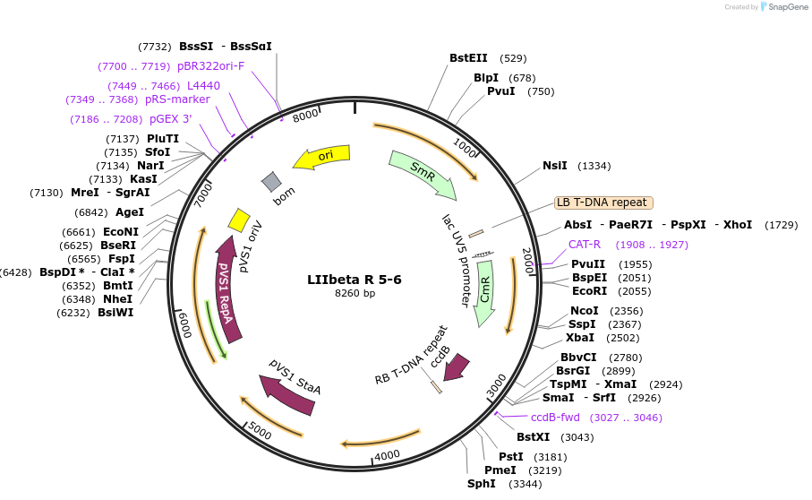 54365-plasmid-map-sequence-id-84585