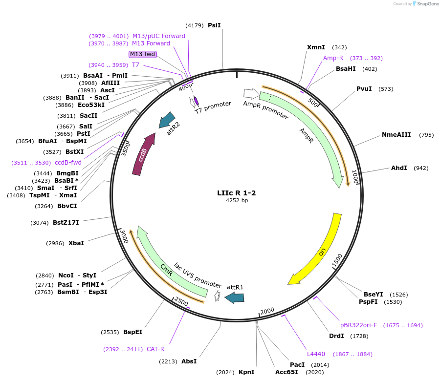 54367-plasmid-map-sequence-id-84587