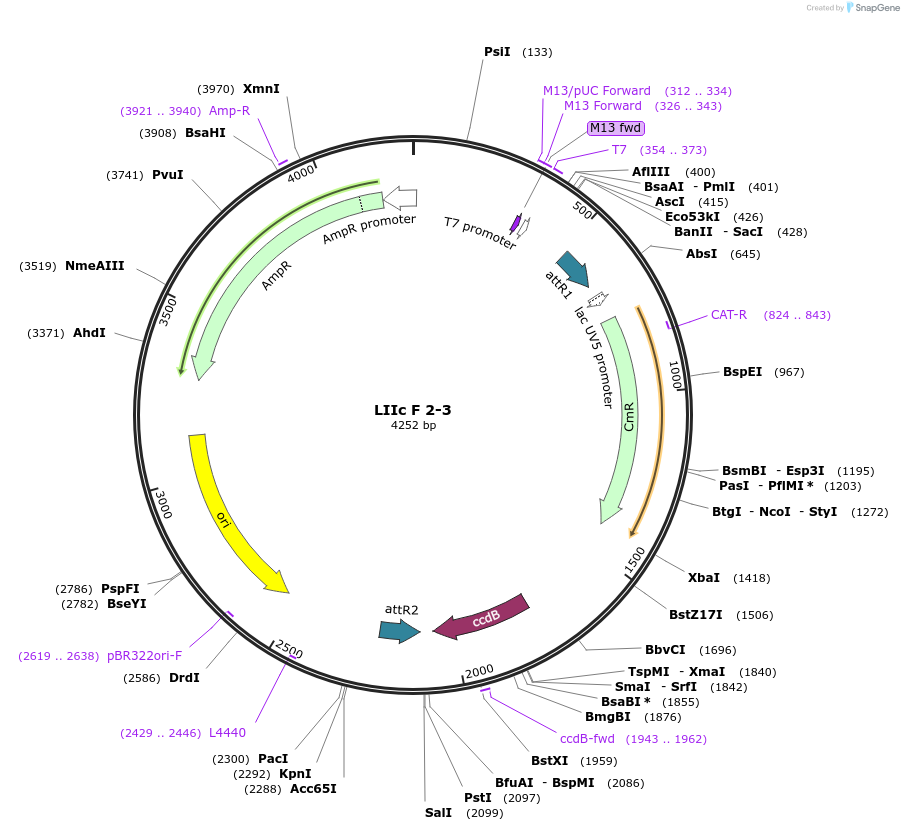 54368-plasmid-map-sequence-id-84588