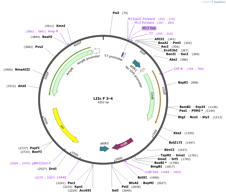 54369-plasmid-map-sequence-id-84589