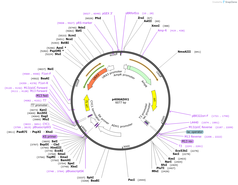15974-plasmid-map-sequence-id-8459