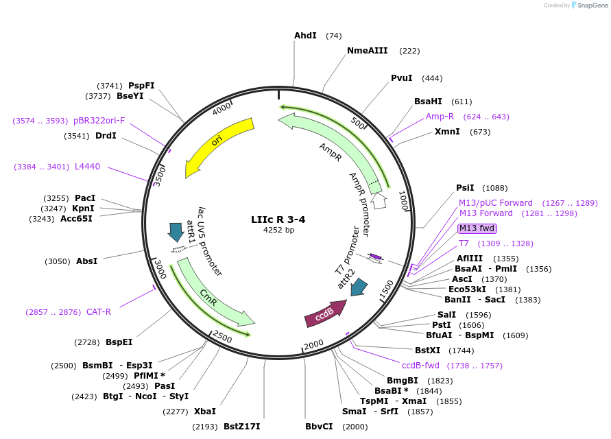 54370-plasmid-map-sequence-id-84590