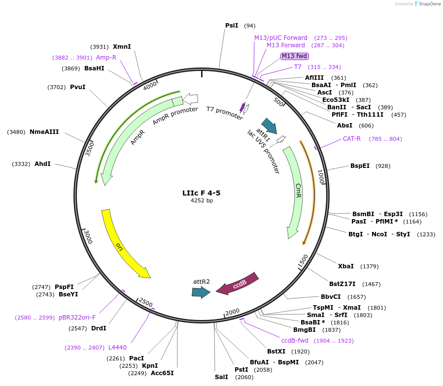54371-plasmid-map-sequence-id-84591