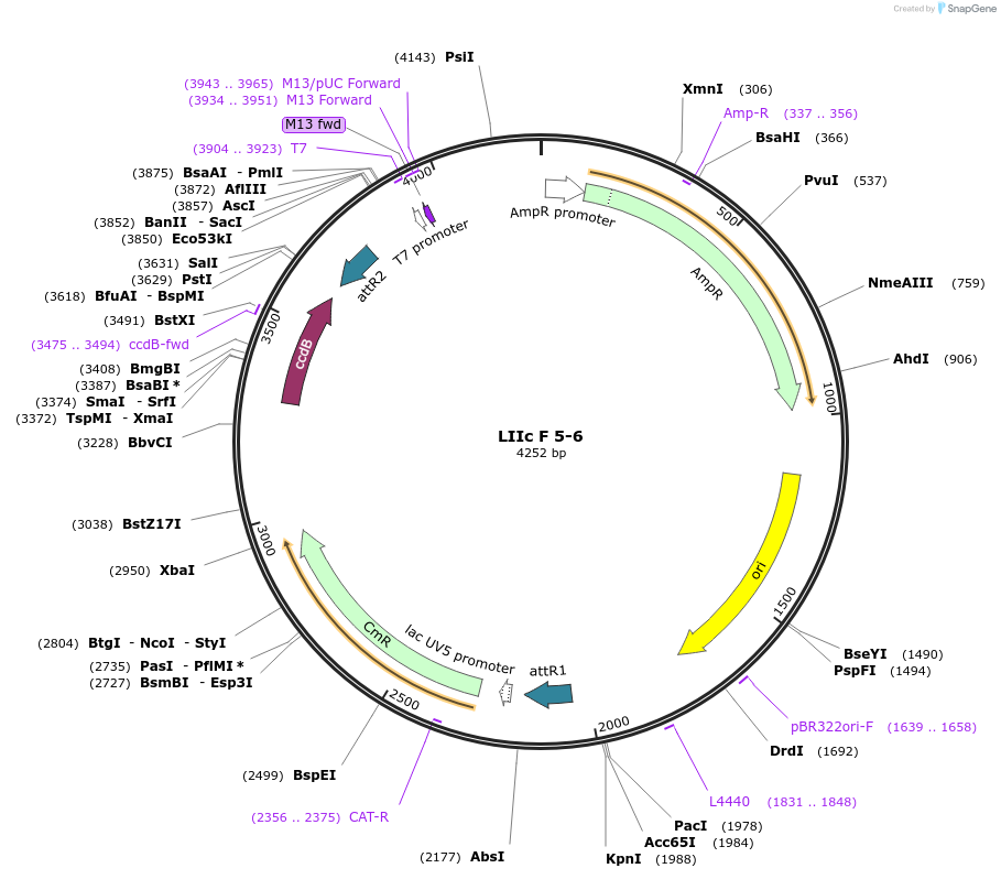 54372-plasmid-map-sequence-id-84592