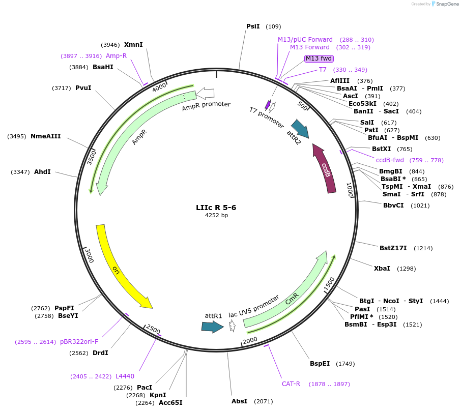 54373-plasmid-map-sequence-id-84593