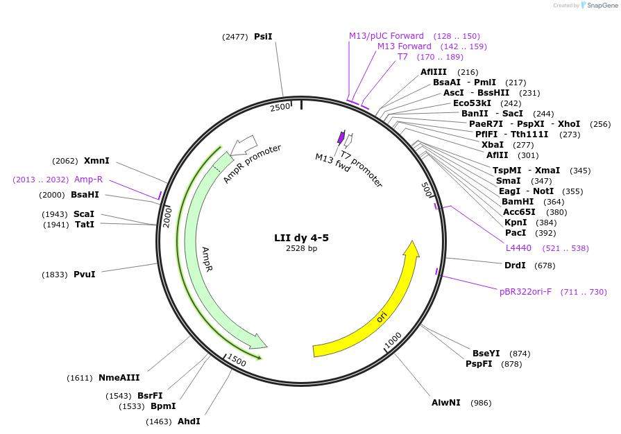54376-plasmid-map-sequence-id-84596