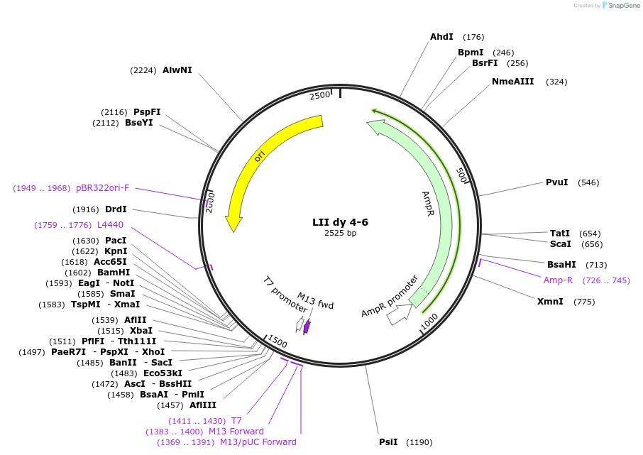 54377-plasmid-map-sequence-id-84597