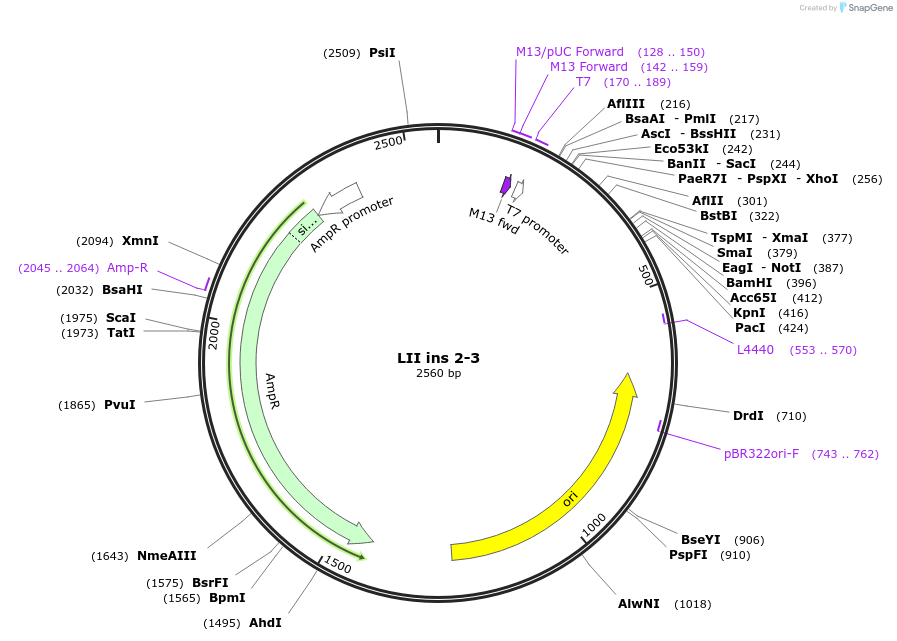 54379-plasmid-map-sequence-id-84599