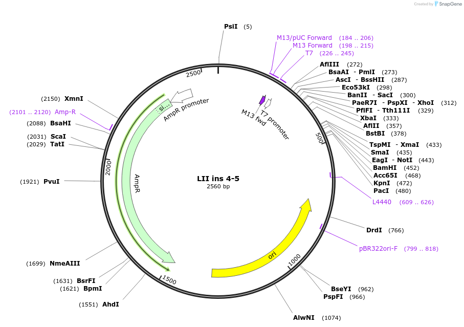 54380-plasmid-map-sequence-id-84600