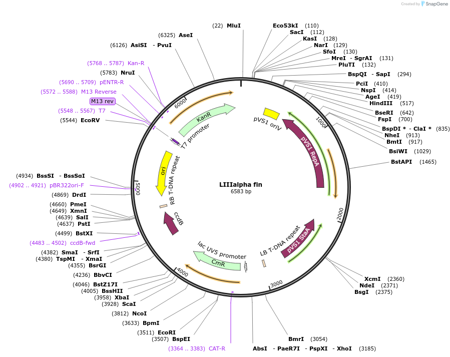 54381-plasmid-map-sequence-id-84601