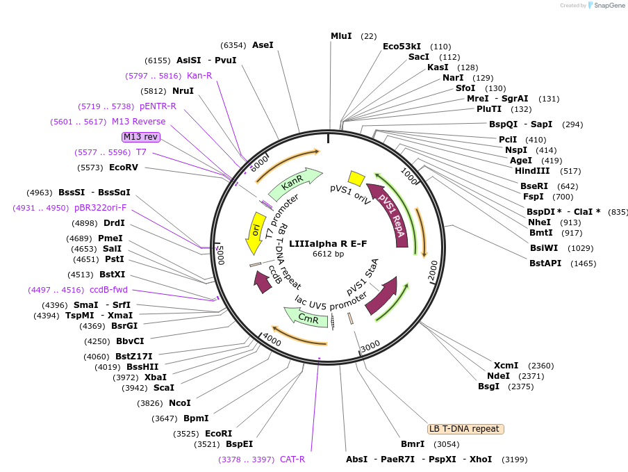 54387-plasmid-map-sequence-id-84607