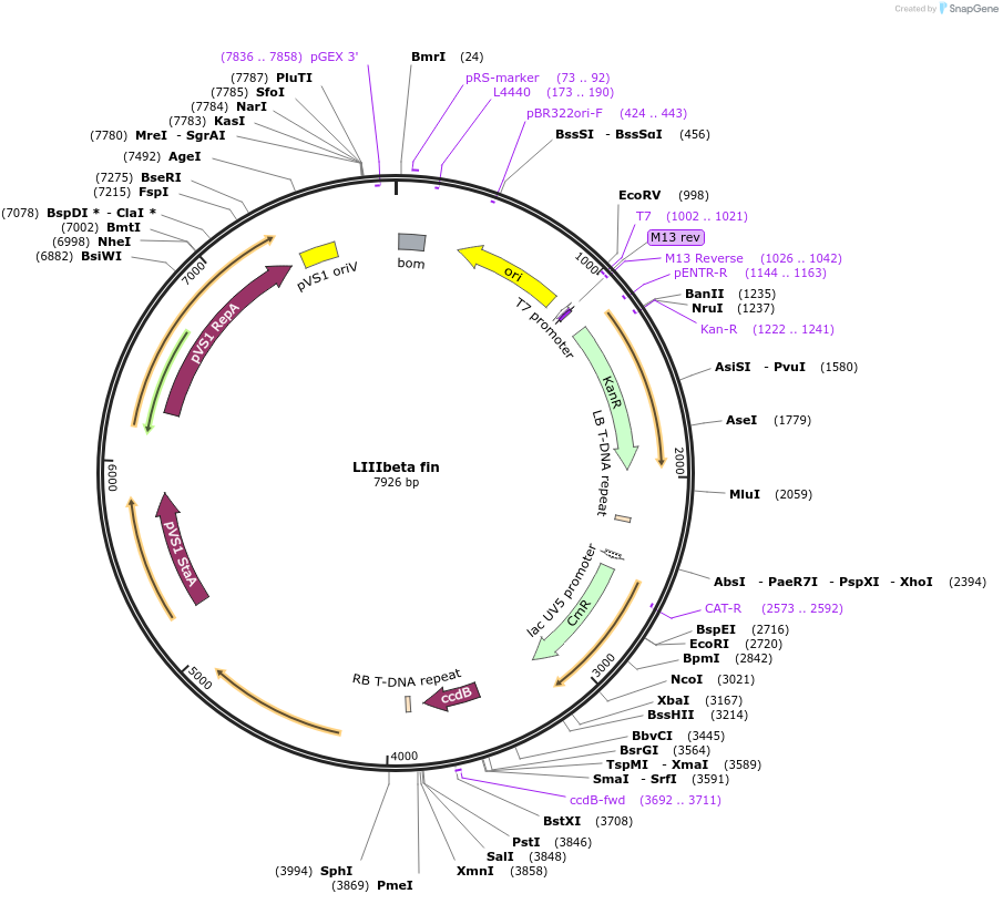 54388-plasmid-map-sequence-id-84608