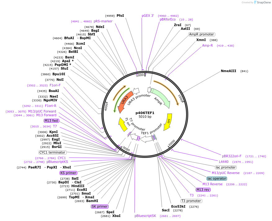 15976-plasmid-map-sequence-id-8461