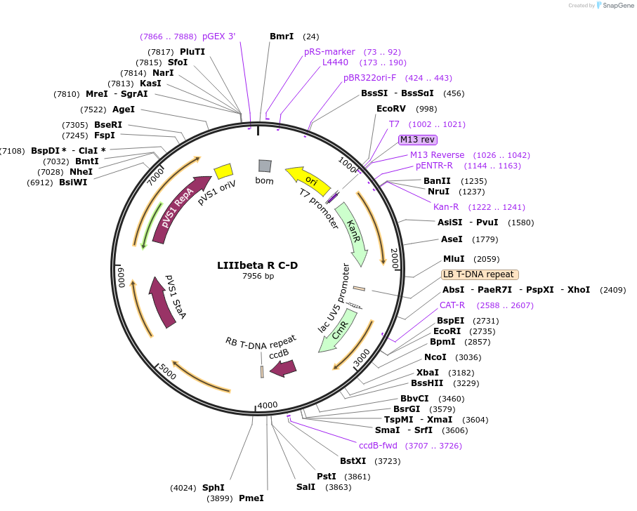 54392-plasmid-map-sequence-id-84612