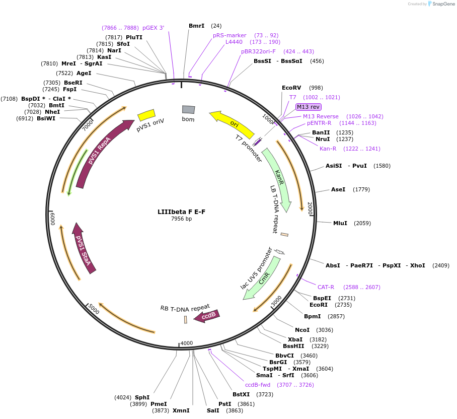 54393-plasmid-map-sequence-id-84613
