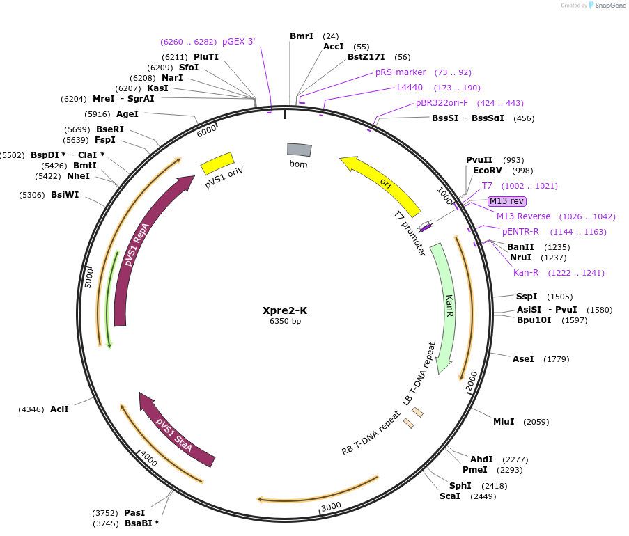54397-plasmid-map-sequence-id-84617