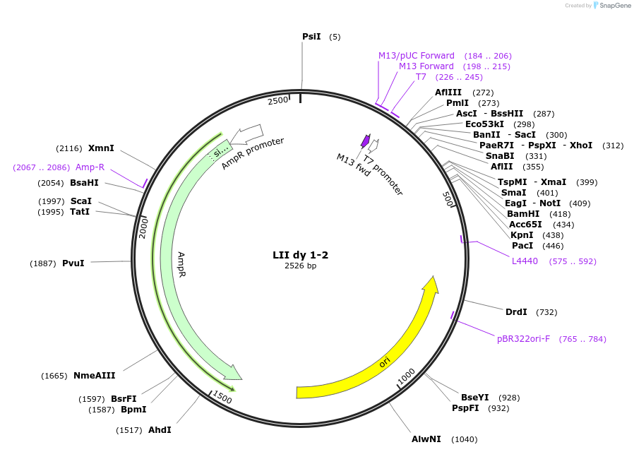 54399-plasmid-map-sequence-id-84619