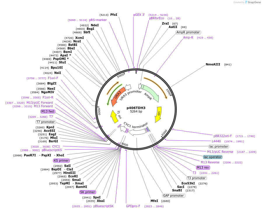 15977-plasmid-map-sequence-id-8462