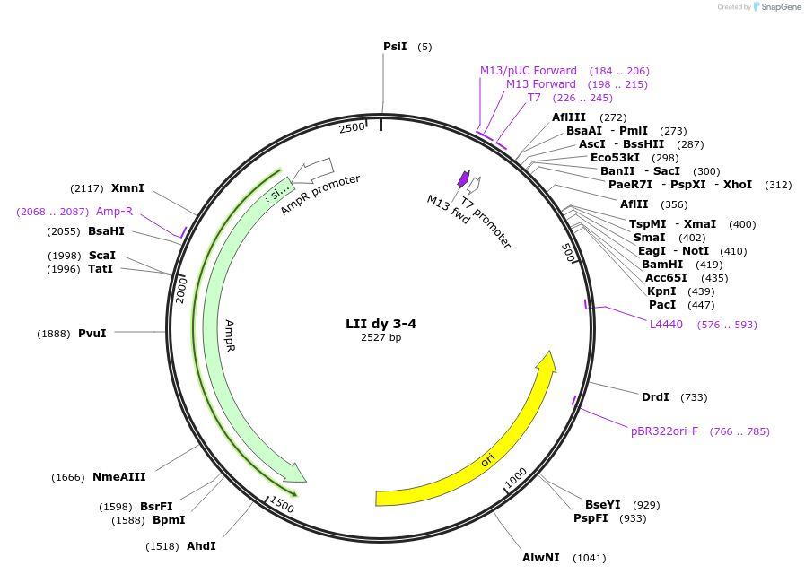54400-plasmid-map-sequence-id-84620