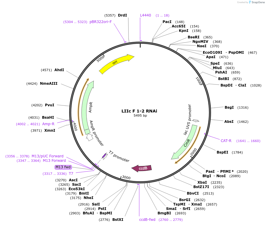 54402-plasmid-map-sequence-id-84622