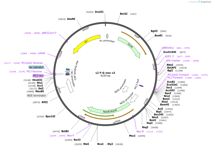 54405-plasmid-map-sequence-id-84625