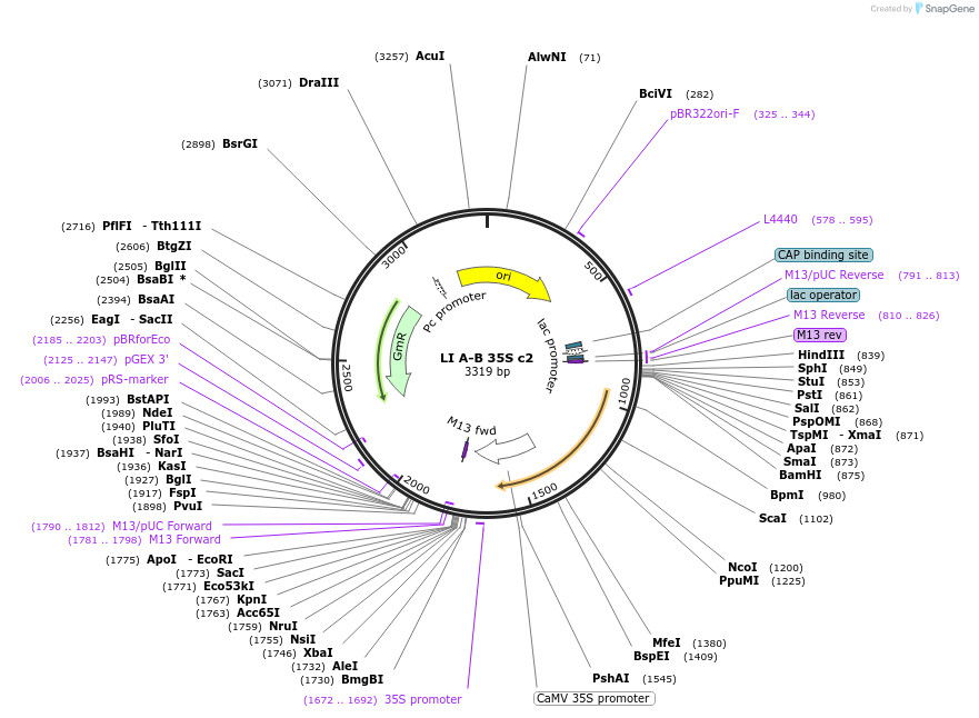 54406-plasmid-map-sequence-id-84626