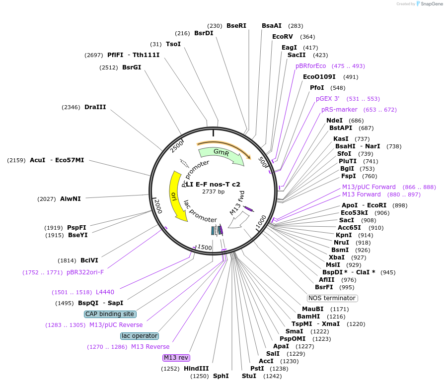 54407-plasmid-map-sequence-id-84627