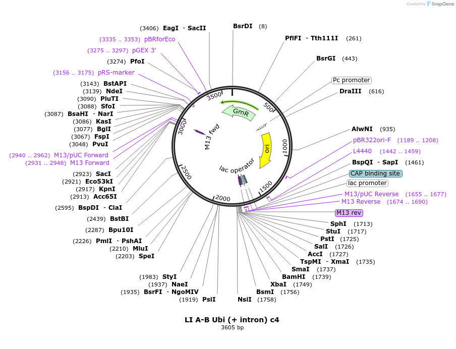 54408-plasmid-map-sequence-id-84628