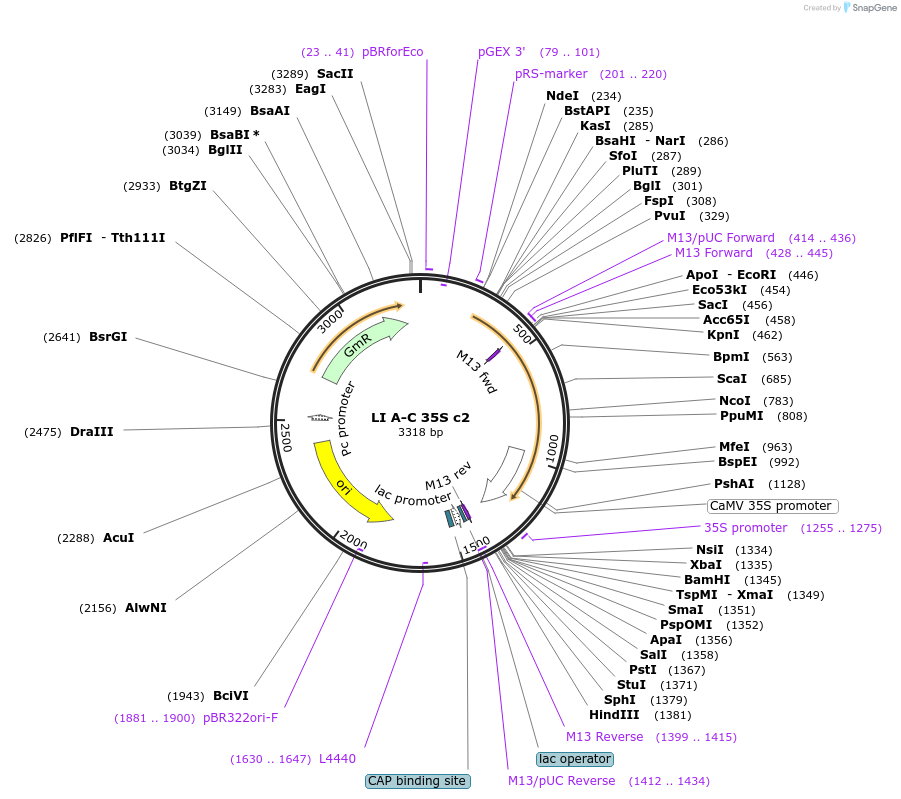 54409-plasmid-map-sequence-id-84629