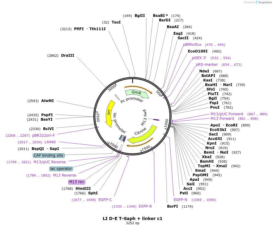 54412-plasmid-map-sequence-id-84632