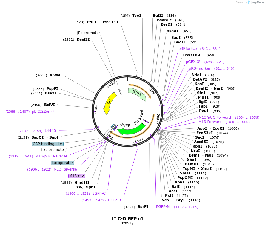54414-plasmid-map-sequence-id-84634