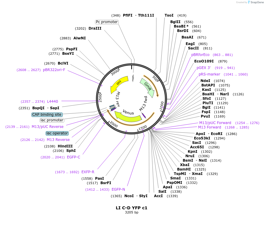 54415-plasmid-map-sequence-id-84635