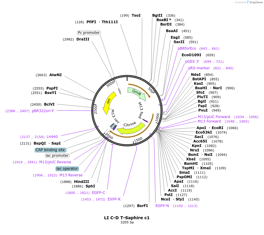 54416-plasmid-map-sequence-id-84636