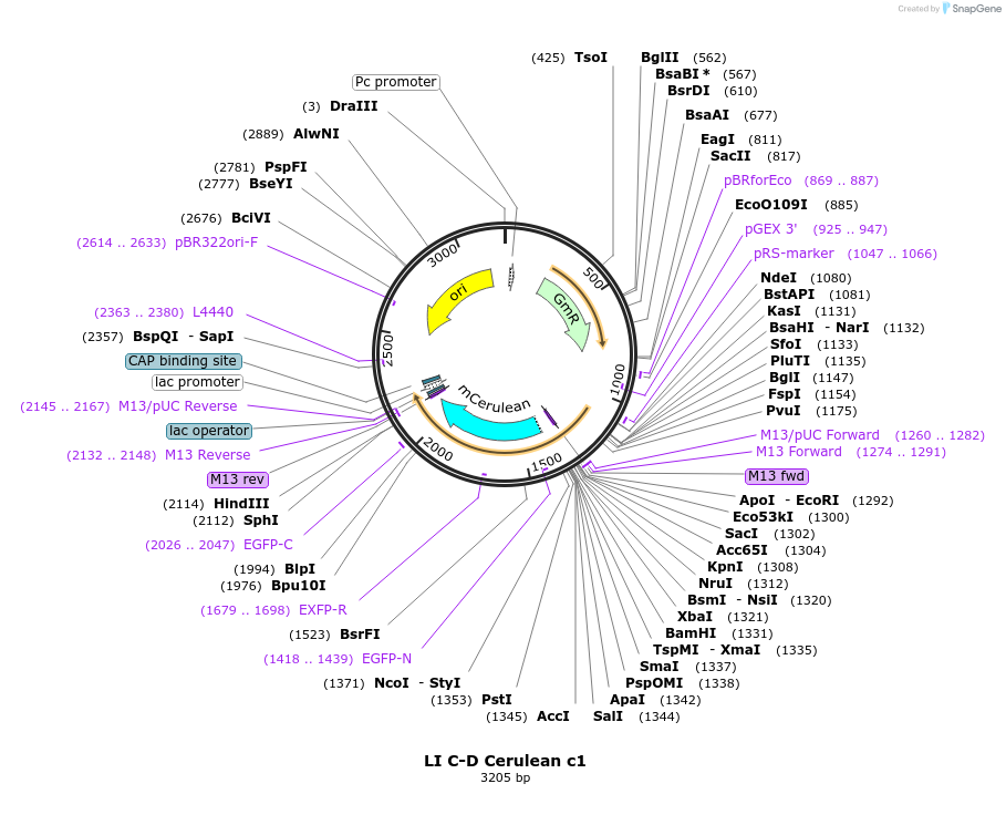 54417-plasmid-map-sequence-id-84637