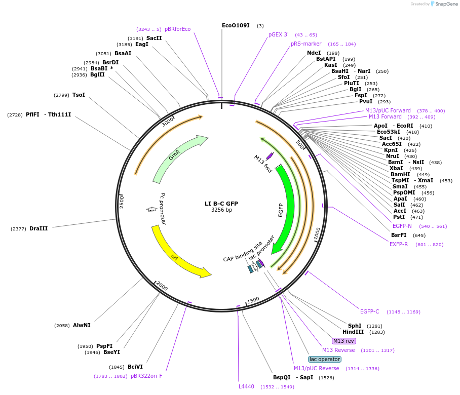 54422-plasmid-map-sequence-id-84642