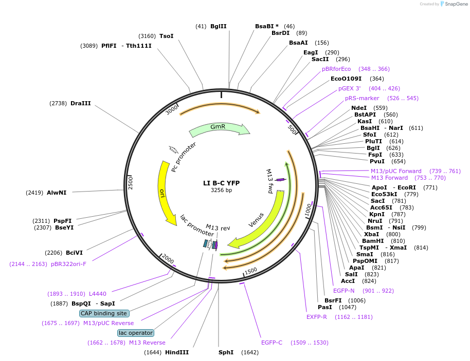 54423-plasmid-map-sequence-id-84643