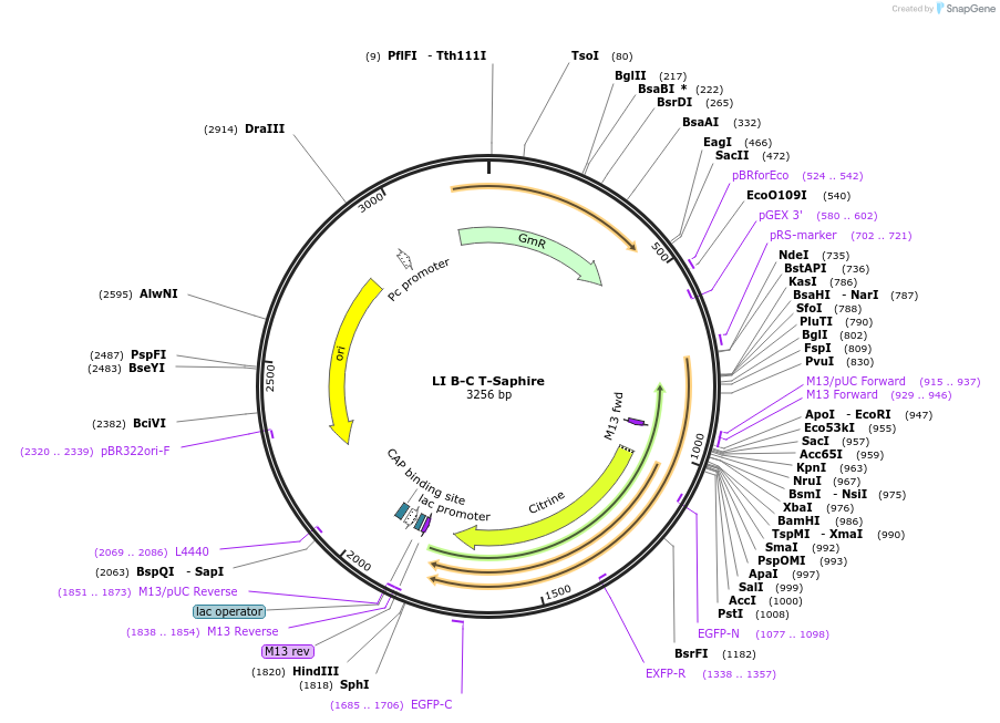 54424-plasmid-map-sequence-id-84644