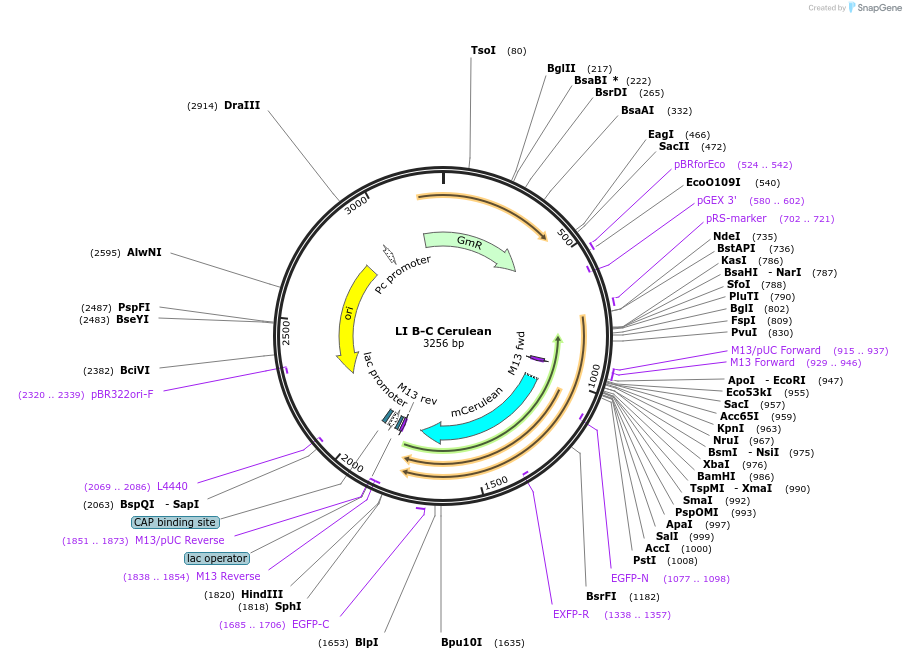 54425-plasmid-map-sequence-id-84645