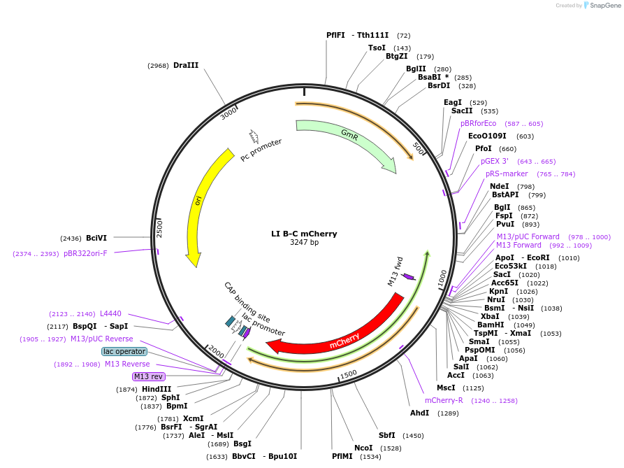 54426-plasmid-map-sequence-id-84646