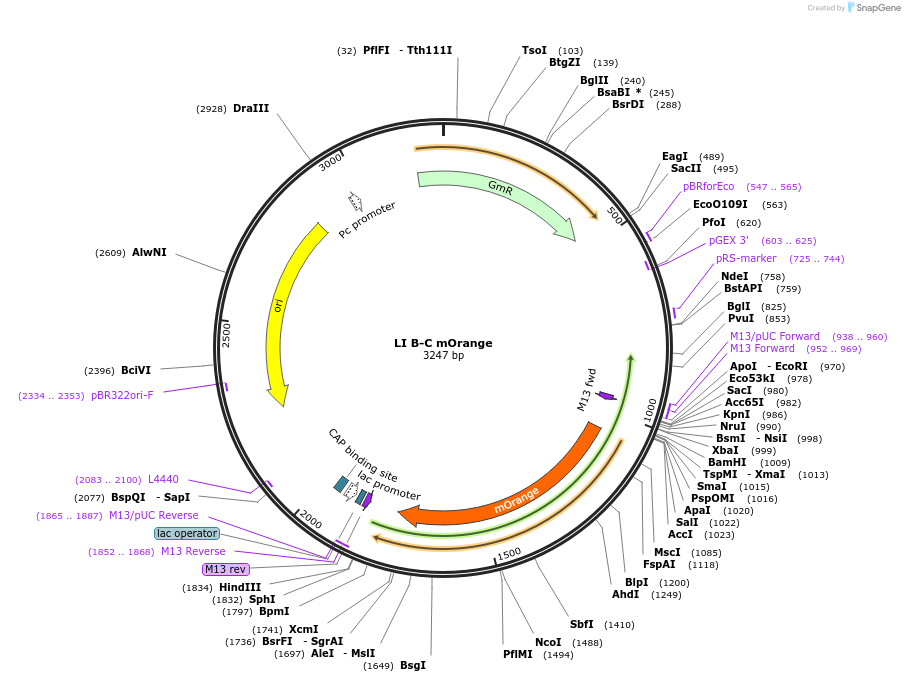 54427-plasmid-map-sequence-id-84647