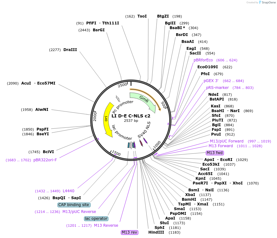 54428-plasmid-map-sequence-id-84648