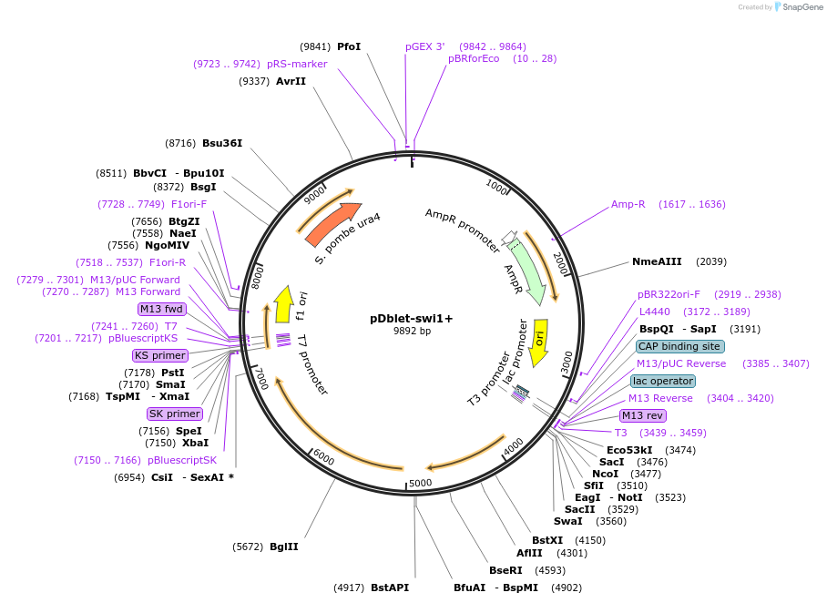 15981-plasmid-map-sequence-id-8465