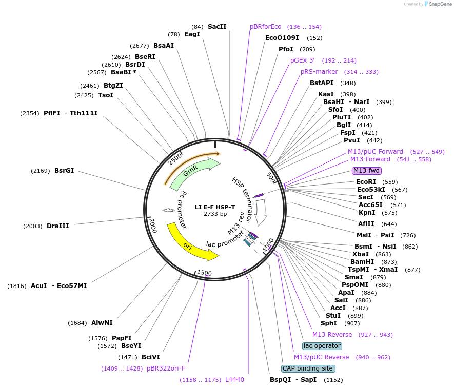 54432-plasmid-map-sequence-id-84652